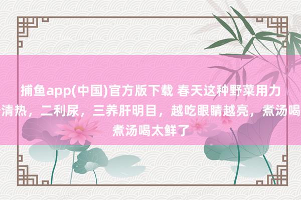 捕鱼app(中国)官方版下载 春天这种野菜用力吃，一清热，二利尿，三养肝明目，越吃眼睛越亮，煮汤喝太鲜了