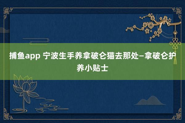 捕鱼app 宁波生手养拿破仑猫去那处—拿破仑护养小贴士