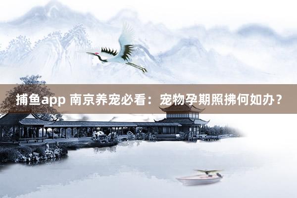 捕鱼app 南京养宠必看：宠物孕期照拂何如办？