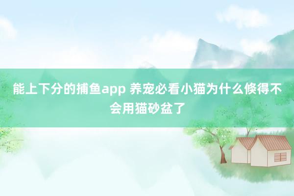 能上下分的捕鱼app 养宠必看小猫为什么倏得不会用猫砂盆了
